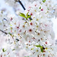 Купить эфирное масло prunus x yedoensi, 1 л