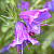 Echium crooked-flowered oil, 1 l, photos, reviews, use