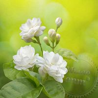 Купить Сухоцвет Жасмин лекарственный цветки, 1 кг в Украине