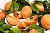 Sapote oil, 500 ml, photos, reviews, use