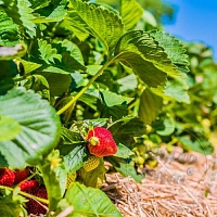Sun Ripened Strawberry Fragrance Oil, 1 L