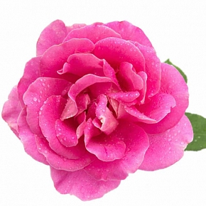 Купить Rosa Damascena flower Extract, 10 мл в Украине