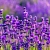 Fabric softener Lavender Crush Fragrance Oil, 1 L, photos, reviews, use