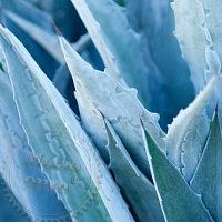 Blue Agave Sugar Fragrance Oil, 1 liter