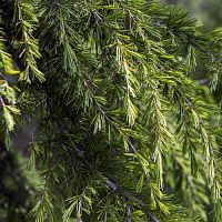 Купить Эфирное масло Cedrus Deodara, 10 мл в Украине