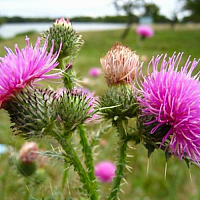 Milk thistle delivery system, 5 grams