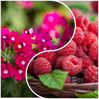 Fragrance Oil Raspberry and Verbena, 100 ml