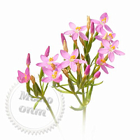 Centaury extract, 1 liter