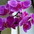 Orchid flower Fragrance Oil, 1 liter, photos, reviews, use