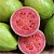 Guava Fragrance Oil, 10 ml, photos, reviews, use