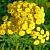 Dried flowers Common tansy flowers, 5 gr, photos, reviews, use