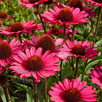 Echinacea purpurea dried flowers, 1 kg