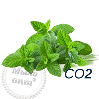 CO2 extract Peppermint, 1 kg