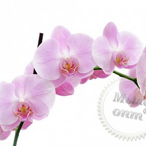 Купить Орхидеи масляный экстракт, 1 литр в Украине
