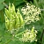 Wild Carrot Hydrosol 1 L, photos, reviews, use