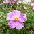 Cistus Absolute 100 g cosmetic ingredient Mylo Opt