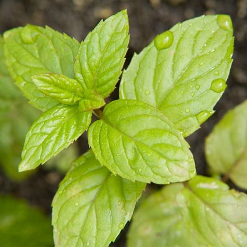 Flavoring food Fresh Mint, 1 L Mylo Opt global supplier Flavoring food Fresh Mint, 1 L cosmetic ingredient Mylo Opt