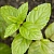 Flavoring food Fresh Mint, 1 L cosmetic ingredient Mylo Opt