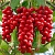 Powder extract of Schisandra, 1 kg, photos, reviews, use