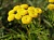 Dried flowers Common tansy flowers, 1 kg, photos, reviews, use