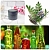 Licorice Extract Powder 101 1 kg cosmetic ingredient Mylo Opt