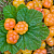 Cloudberry oil, 1 l, photos, reviews, use