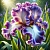Iris Flavor Extract 1 L cosmetic ingredient Mylo Opt