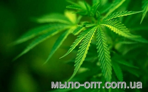 Hemp Oil, 1 liter, photos, reviews, use