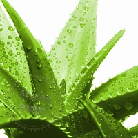 Fragrance Oil for acidic environment Aloe agave, 1 L