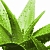 Fragrance Oil for acidic environment Aloe agave, 1 L, photos, reviews, use
