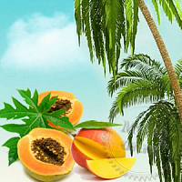 Fragrance Oil Papaya, guava, mango, 1 l