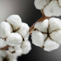 Отдушка Cotton & Blossoms, 1 литр