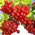 Viburnum Glycolic Extract 1 L, photos, reviews, use