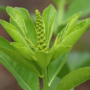 Купить Экстракт Queen's Root, 10 мл в Украине