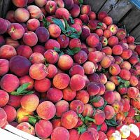 Купить Ароматизатор пищевой Market Peach, 1 литр в Украине