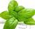 Powder Basil Extract, 5g, photos, reviews, use