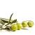 Купить ACB Olive Leaf Extract PF – Антиоксидант, 10 мл в Украине