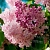 Fragrance Oil American Lilac 1 L cosmetic ingredient Mylo Opt