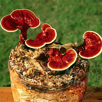 Экстракт Рейши гриб сухой, 100 гр