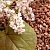 Buckwheat Wax, 3 гр артикул TM21051811