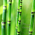 Fragrance Oil Australian bamboo (bestseller), 1 liter, photos, reviews, use