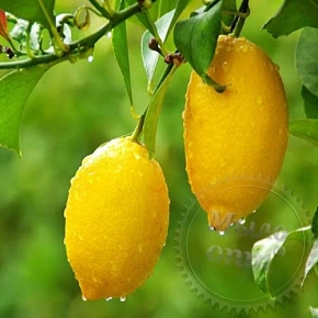 Купить Сухая гранулированная отдушка Лимон сладкий, 1 кг в Украине