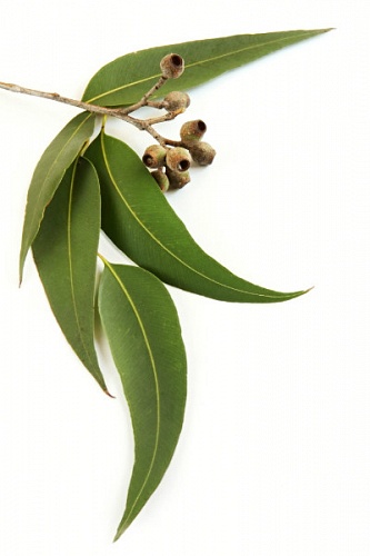 Eucalyptus extract, 1 liter, photos, reviews, use