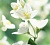 Fragrance Oil Jasmine, 1 liter, photos, reviews, use