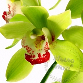 Купить Отдушка Orchid flower, 1 литр в Украине