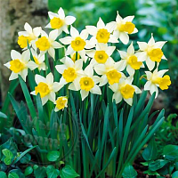 Fragrance Oil Narcissus, 1 liter