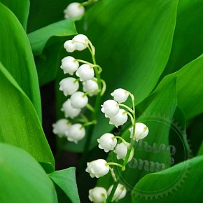 Купить Отдушка Lily Of The Valley США, 1 л в Украине