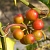 Sarsaparilla Root Extract Powder 100 g, photos, reviews, use