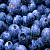 Blueberry Slime Flavor, 1 L, photos, reviews, use