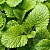 Отдушка Lemon Balm, 1 литр описание и применение